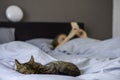 Woman sleeping in bed with her cat. Owner with her pet. Woman looking on her smartphone Royalty Free Stock Photo