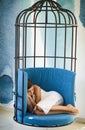 Woman sleeping. woman sleep in iron cage. sweet and comfort dream, morning. modern furniture design and home comfort