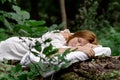 A woman sleeps in the woods on a pillow. Healthy, sound sleep concept. Rest, relaxation in nature