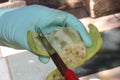 Woman is slicing fruit Fichi d`India Opuntia ficus-indica Royalty Free Stock Photo