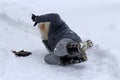 A woman slips on a snowy road