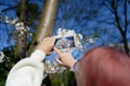 Woman with smartphone takes photo of cherry blossoms Royalty Free Stock Photo