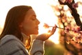 Woman smelling flower from a peach tree at sunset Royalty Free Stock Photo