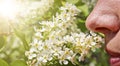 A woman sniffs blooming bird cherry and does not experience allergies. A person`s nose sniffs a sprig of cherry flowers. Spring