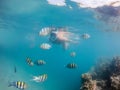 Woman snorkel with school of coral fish, Red Sea, Egypt Royalty Free Stock Photo