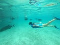 Woman snorkelling with giant trevally fish in Rarotonga Cook Isl Royalty Free Stock Photo