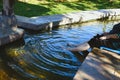 woman soaking feet in hot mineral spring water Royalty Free Stock Photo