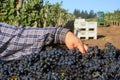 Woman Sorting Grape Bin Royalty Free Stock Photo