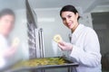 Woman Specialist in Food Quality and Health Control Checking Apples Royalty Free Stock Photo