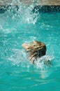 Woman splashing in pool