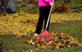 Woman in sports jacket rake red rake. The leaves serve as mulch in a circle under trees and shrubs. composting leaves in wood comp