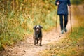 Woman in sportswear walking small shaggy dog, Nordic walking, walking furry brown puppy in autumn Royalty Free Stock Photo