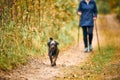 Woman in sportswear walking small shaggy dog, Nordic walking, walking furry brown puppy in autumn Royalty Free Stock Photo