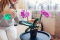 Woman spraying blooming pink phalaenopsis orchid with water in living room. Taking care of house plants and flowers Royalty Free Stock Photo