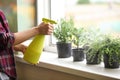 Woman spraying fresh homegrown herbs on windowsill