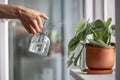 Woman sprays plant in flower pot. Female hand spraying water on Scindapsus houseplant in clay pot. Royalty Free Stock Photo