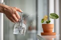 Woman spraying on plant leaves. Female hand sprays water on small Anthurium houseplant in clay pot Royalty Free Stock Photo