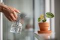 Woman spraying on plant leaves. Female hand sprays water on small Anthurium houseplant in clay pot Royalty Free Stock Photo