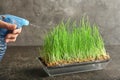 Woman spraying sprouted wheat grass on table