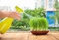 Woman spraying sprouted wheat grass on table