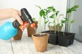 Woman spraying vegetable seedlings on wooden window sill,