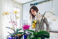 Woman spraying water on orchids on kitchen. Houswife taking care of home plants Royalty Free Stock Photo