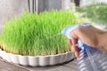 Woman spraying wheat grass, closeup Royalty Free Stock Photo