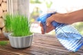 Woman spraying wheat grass on windowsill Royalty Free Stock Photo