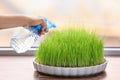 Woman spraying wheat grass on windowsill Royalty Free Stock Photo