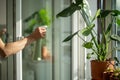 Woman sprays Monstera plant in flower pot. Female hand spraying water on houseplant in clay pot. Royalty Free Stock Photo