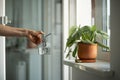 Woman sprays plant in flower pot. Female hand spraying water on Scindapsus houseplant in clay pot. Royalty Free Stock Photo