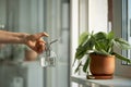 Woman sprays plant in flower pot. Female hand spraying water on Scindapsus houseplant in clay pot. Royalty Free Stock Photo