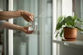 Woman sprays plant in flower pot. Female hand spraying water on Scindapsus houseplant in clay pot. Royalty Free Stock Photo