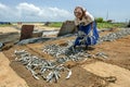 A woman sorting dried sardine fish. Royalty Free Stock Photo