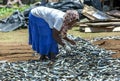 A woman sorting dried sardine fish. Royalty Free Stock Photo