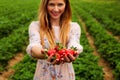 Woman in spring dress, holding hands full of freshly picked strawberries, with strawberry orchard field in background Royalty Free Stock Photo