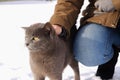 Woman squatting play with a gray cat in a snowy backyard. Pets, comfort, christmas, winter and people concept young woman with cat