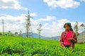 Woman from Sri Lanka picks in tea leaves