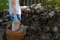 woman stacks firewood in a basket near the woodpile