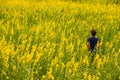 Woman stand among the Crotalaria juncea or Sunn hemp flowers fields. Royalty Free Stock Photo