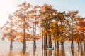 Woman on Stand paddle board on lake with morning sunshine and Taxodium distichum trees Royalty Free Stock Photo