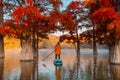 Woman on stand up paddle board at the lake with autumnal Taxodium trees in morning. Woman on SUP board Royalty Free Stock Photo