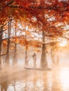 Woman on stand up paddle board at the lake and fog among autumnal Taxodium distichum trees Royalty Free Stock Photo