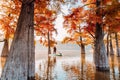 Woman on stand up paddle board on lake with Taxodium distichum trees in autumn. Traveller on SUP board Royalty Free Stock Photo