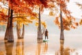 Woman on stand up paddle board on lake with Taxodium trees in autumn. Traveller girl on SUP board Royalty Free Stock Photo