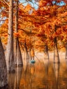 Woman on stand up paddle board at the lake with Taxodium trees