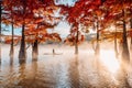 Woman on stand up paddle board at lake with morning fog and fall Taxodium distichum trees Royalty Free Stock Photo