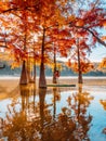 Woman on stand up paddle board at the quiet lake with Taxodium trees Royalty Free Stock Photo