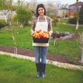 Woman standing with basket apples Royalty Free Stock Photo