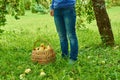 Woman standing by a basket full of fresh apples Royalty Free Stock Photo